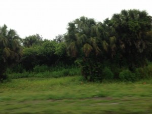 Florida, Everglades