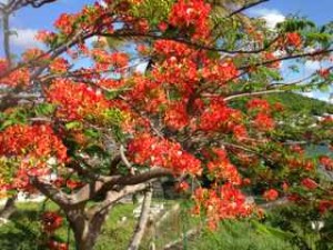 The passionately red Flamboyant Tree. (Photo by Rashmee Roshan Lall)