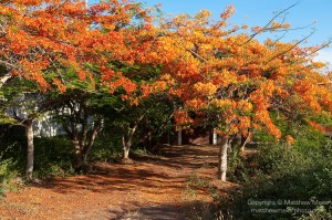 Puerto Ayora, Santa Cruz Island, Galapagos, Ecuador. Flowering Flamboyant trees line either side of the road in the El Eden section of Puerto Ayora