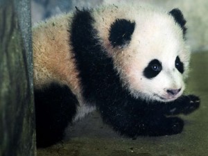 Bao Bao at the National Zoo in Washington, D.C.