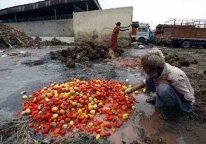 In India, millions of tonnes of wheat are lost every year because of poor harvesting and inadequate infrastructure