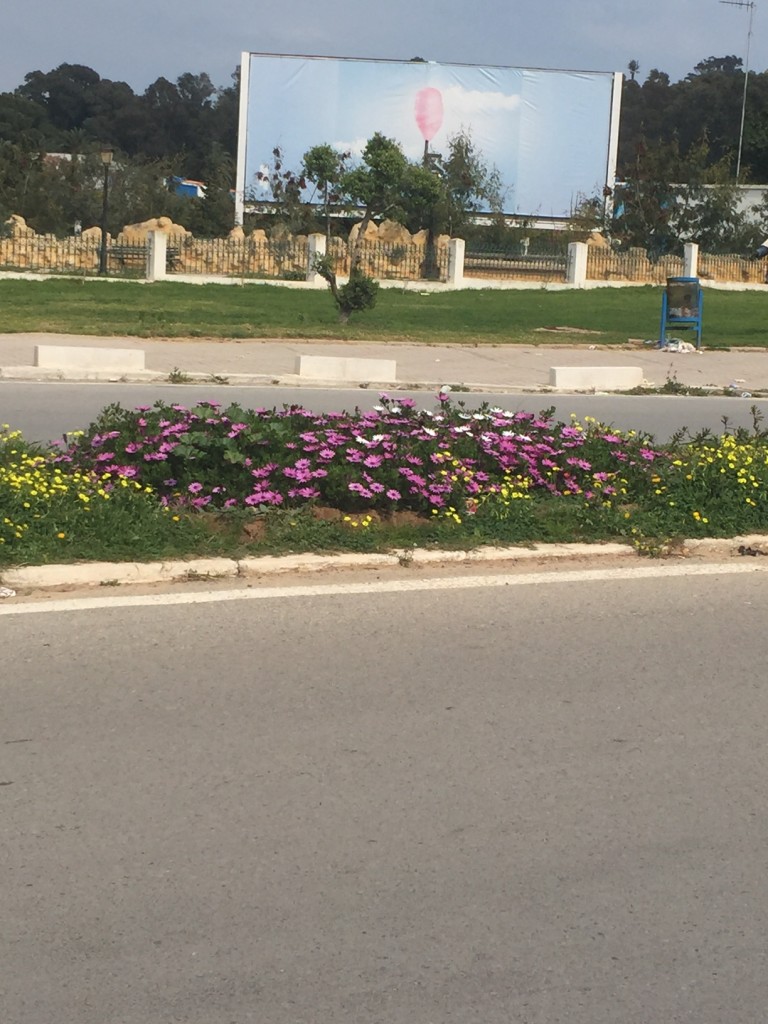 more flowers along the road