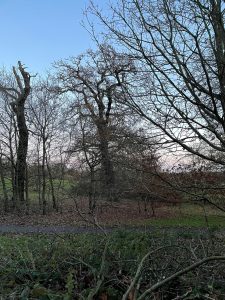 Oxleas Woods hark back to an England that wasn’t England when it first existed